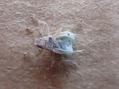 Stenepteryx hirundinis